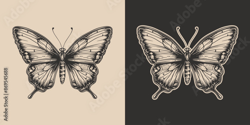 Vintage retro engraving woodcut style sketch draw paint of butterfly insect animal illustration
