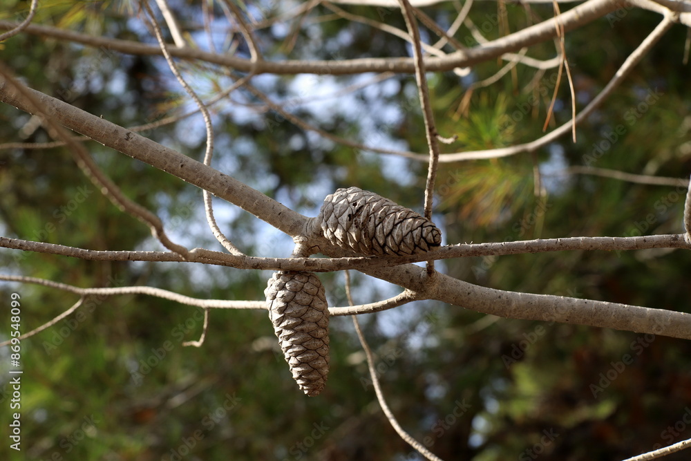 Cedar cones on a tall tree in a city park. Cedar cones on a tall tree in a city park.
