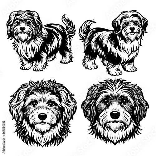 havenese dog pet portrait full body stencil line art vector illustration, isolated on transparent background  photo