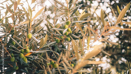 Green olives growing in oli...