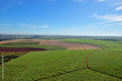 Talhão de cana de açúcar vista aérea 