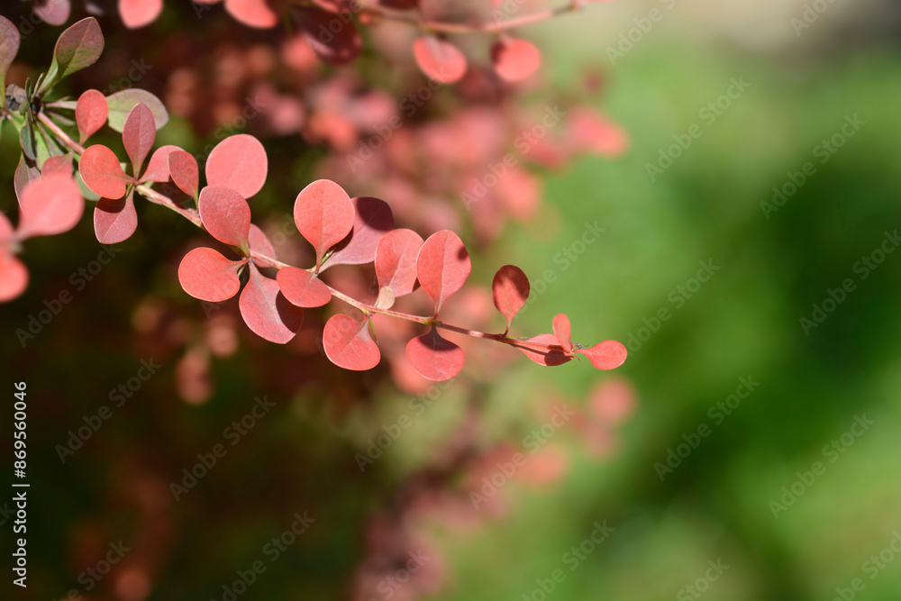Purple Japanese barberry branch Purple Japanese barberry branch
