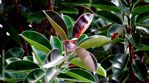 Ficus elastica (Also known as the rubber fig, rubber bush, rubber tree) in nature. The latex of Ficus elastica is an irritant to the eyes and skin and is toxic if taken internally photo