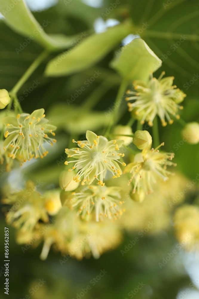 Beautiful linden tree with blossoms and green leaves outdoors Beautiful linden tree with blossoms and green leaves outdoors