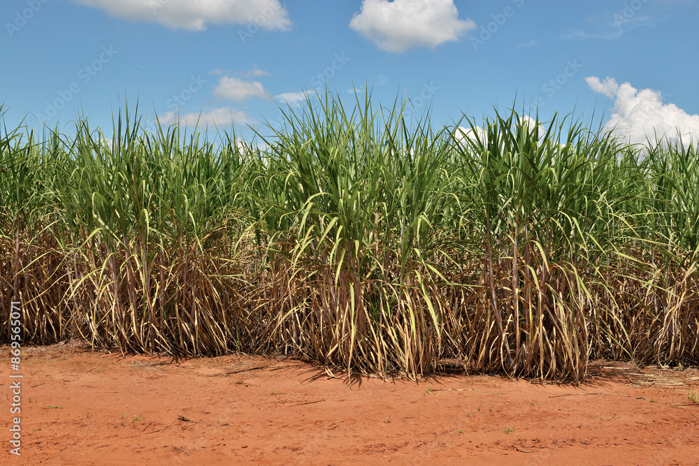 Plantação de Cana de Açúcar Plantação de Cana de Açúcar