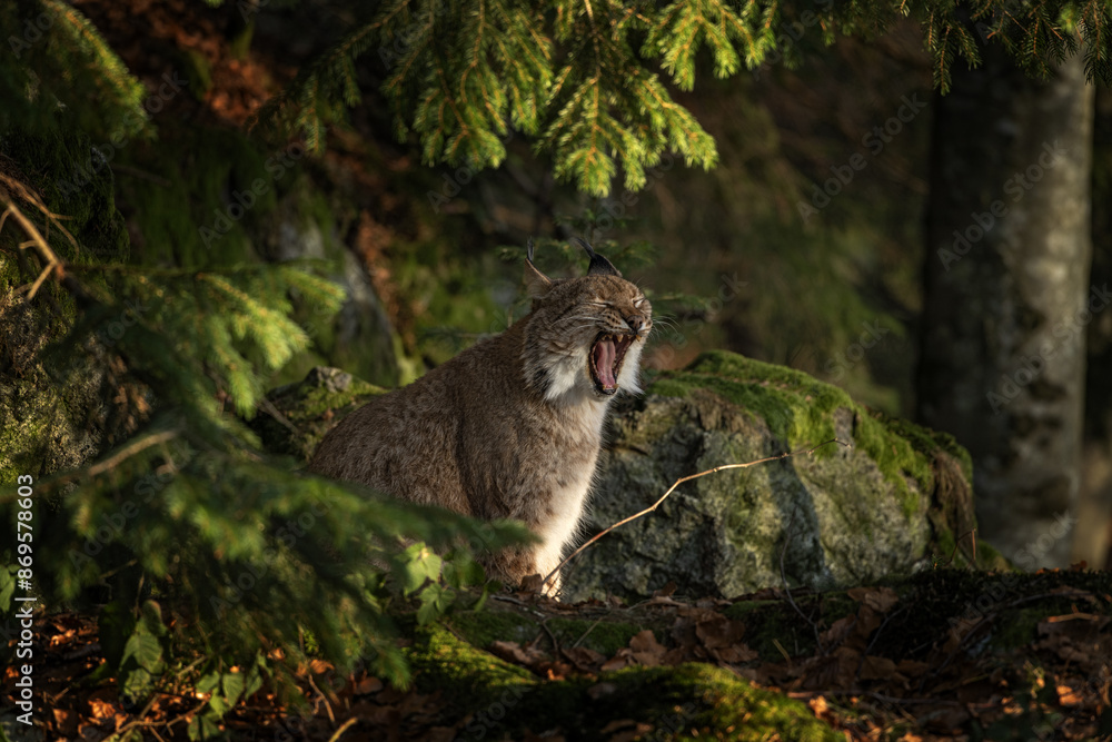 Fototapeta premium Eurasian lynx in the forest. Lynx in Bavarian forest during winter time. Lynx is hiding among the trees. 