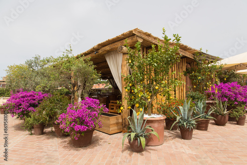 Mediterranean garden design and landscaping: Blooming violet bougainvillea, olive trees, lemon trees, cactuses potted in terracotta pots on a brick paved terrace at a cafe or bar in Sardinia, Italy
