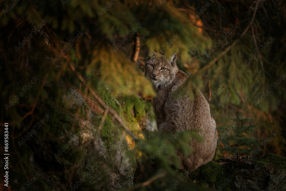 Eurasian lynx in the forest. Lynx in Bavarian forest during winter time. Lynx is hiding among the trees. Eurasian lynx in the forest. Lynx in Bavarian forest during winter time. Lynx is hiding among the trees.