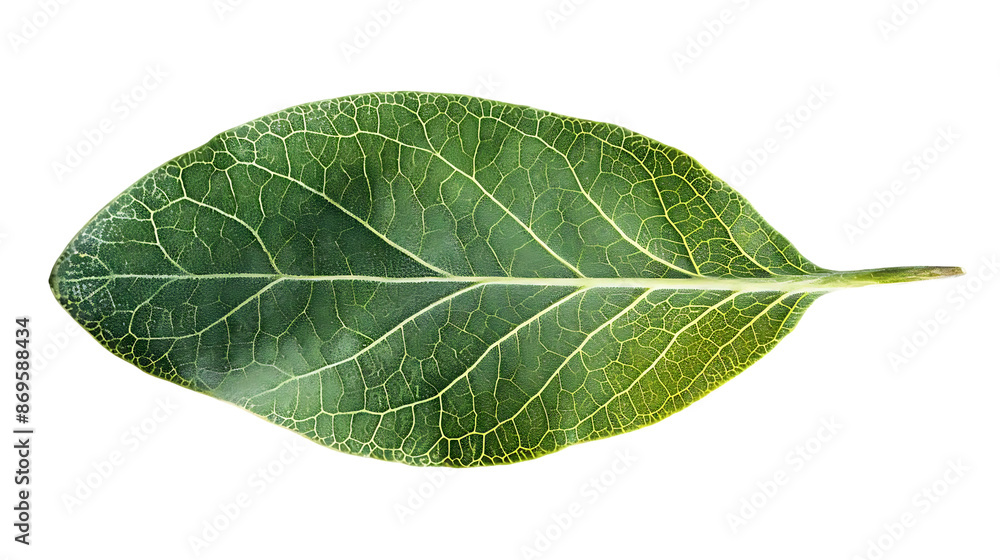 Green Leaf with Veins on Black Background - Realistic Photo Green Leaf with Veins on Black Background - Realistic Photo