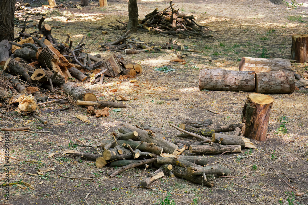 A lot of dry branches were cut from tree trunks in a city park. A lot of dry branches were cut from tree trunks in a city park.