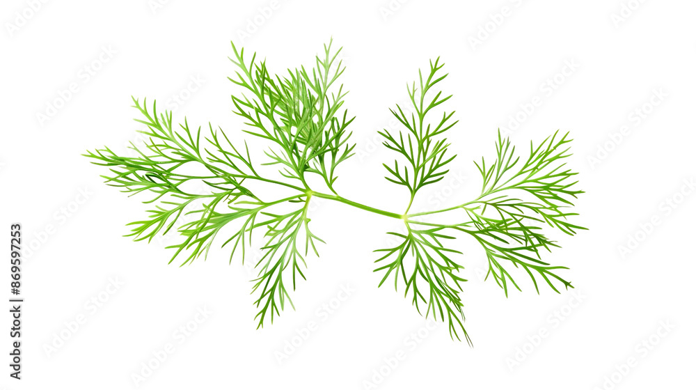 Green Dill Sprig Illustration Green Dill Sprig Illustration