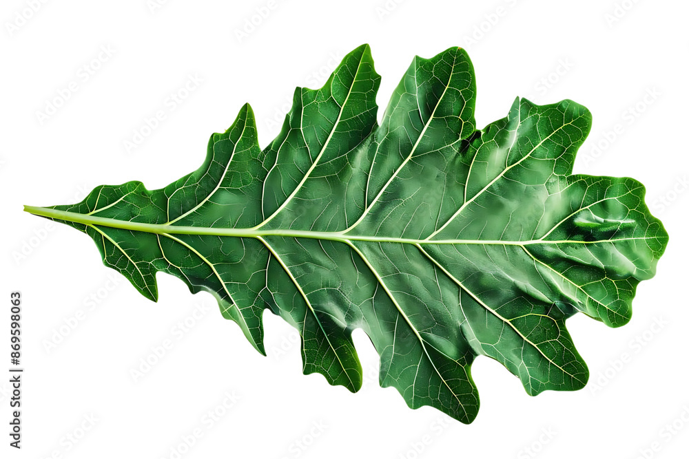 Green Leaf with Veins Illustration Green Leaf with Veins Illustration