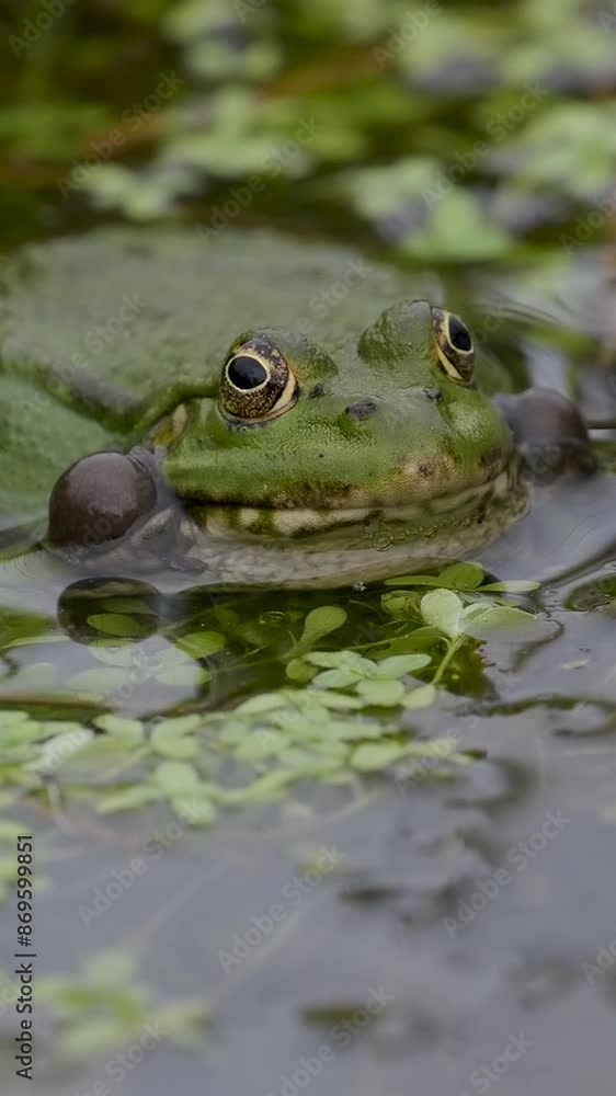 Vertical Video of a Male Marsh Frog Bellowing in Slow Motion Vertical Video of a Male Marsh Frog Bellowing in Slow Motion
