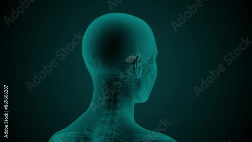 X-ray scan of the female head with visible Sphenoidal sinus. Anatomically correct 3d animation on dark background