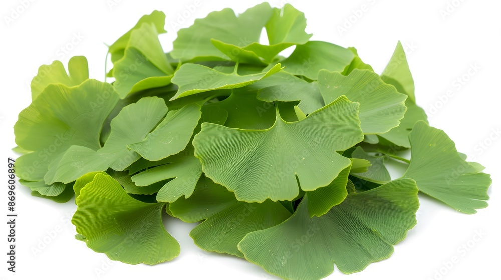 Fresh Ginkgo Biloba Leaves on White Background Fresh Ginkgo Biloba Leaves on White Background