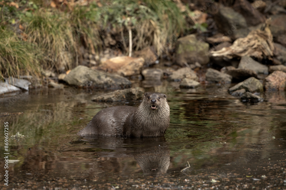 Eurasian otter is hunting in the stream. Otter in Bavarian national park. Lutra take a rest in water. Eurasian otter is hunting in the stream. Otter in Bavarian national park. Lutra take a rest in water.