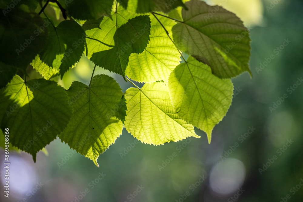 Green tree leaves on a blurred nature background. Green tree leaves on a blurred nature background.