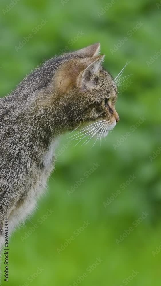 Vertical Video of a Scottish Wildcat in Slow Motion Vertical Video of a Scottish Wildcat in Slow Motion