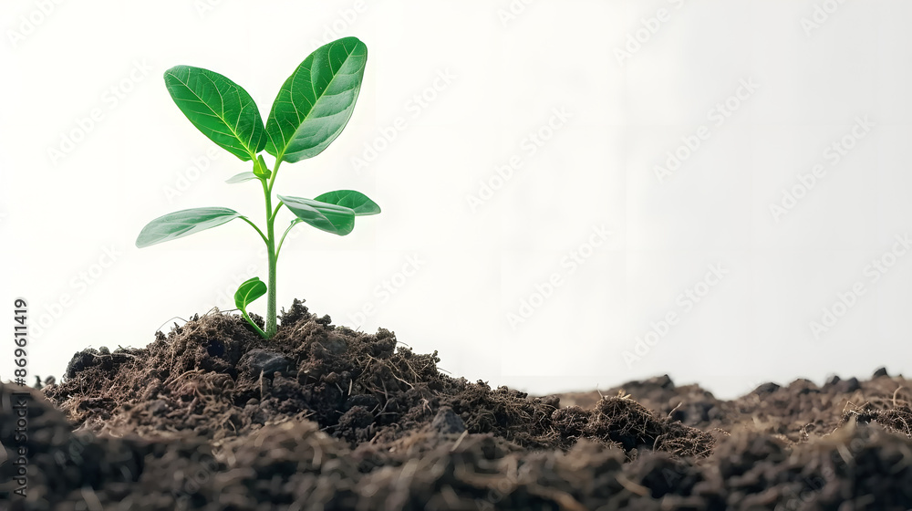 New life symbolized by plant emerging from soil on white background New life symbolized by plant emerging from soil on white background