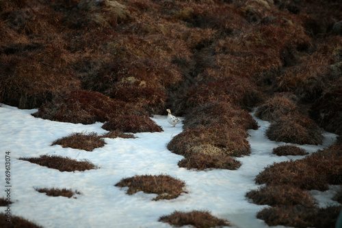 Schneehuhn auf Island im Frühling photo