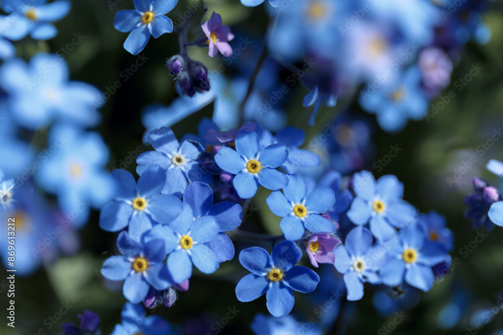 Forget Me Nots Myosotis Sylvatica Myosotis Scorpioides Blue Little