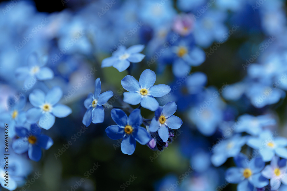 Blue little forget me not flowers. Forget-me-nots, Myosotis sylvatica, Myosotis scorpioides. Spring blossom background. Blooming Myosotis wildflowers with blue petals on a summer day close-up photo Blue little forget me not flowers. Forget-me-nots, Myosotis sylvatica, Myosotis scorpioides. Spring blossom background. Blooming Myosotis wildflowers with blue petals on a summer day close-up photo