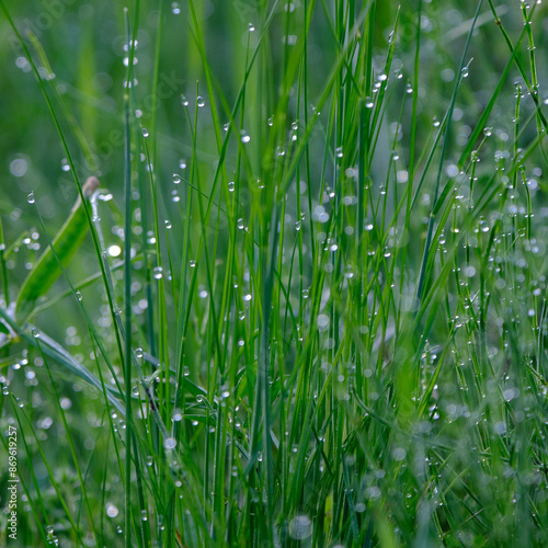 朝露に輝く草原　　さまざまな自然素材　Grasslands glistening with morning dew . Various forms of nature.
