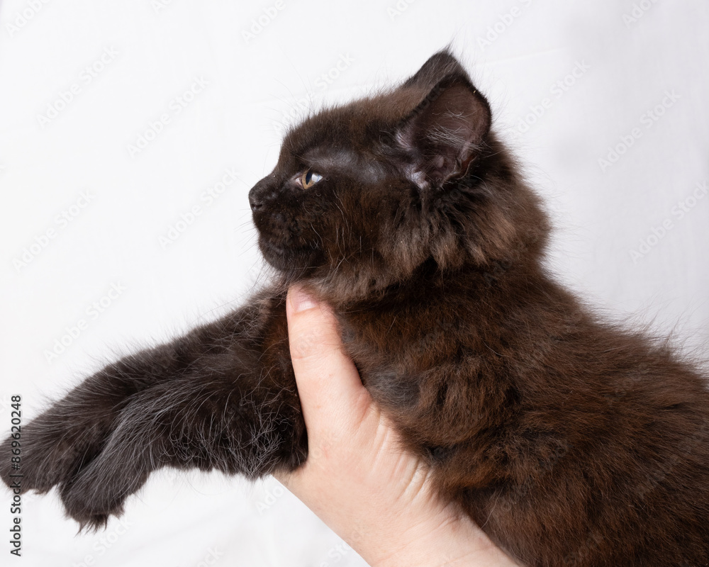 Maine coon kittens, beautiful photos of cats on the studio on white and black background. Maine coon kittens, beautiful photos of cats on the studio on white and black background.