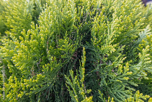 close up of green leaves