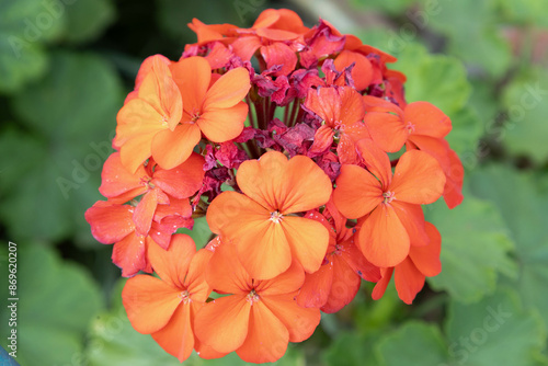 red flower in the garden