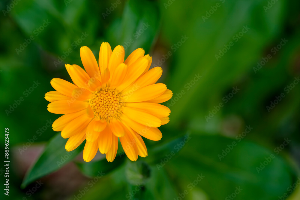 Close-up of a yellow marigold (Calendula officinalis). Close-up of a yellow marigold (Calendula officinalis).