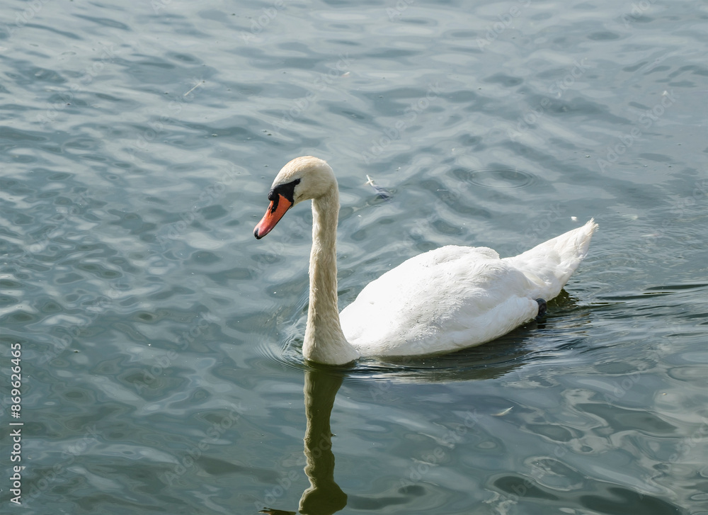 A floating white swan on a sunny summer day A floating white swan on a sunny summer day