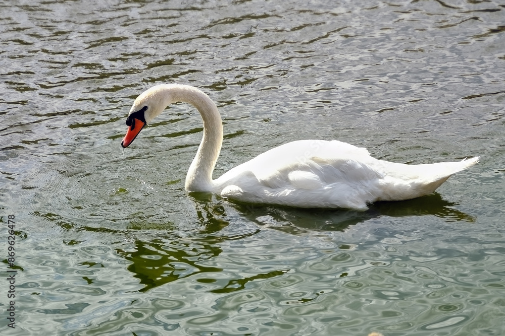 Fototapeta premium A floating white swan on a sunny summer day