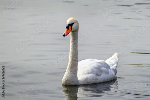 A floating white swan on a sunny summer day