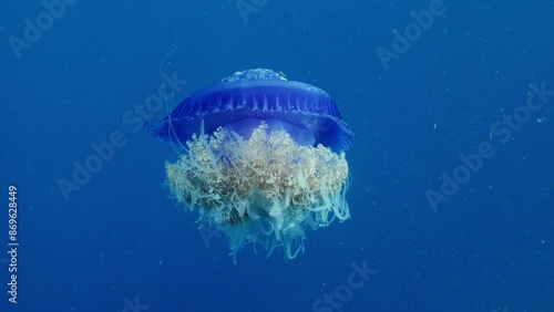 Jelly fish moving at Deep blue