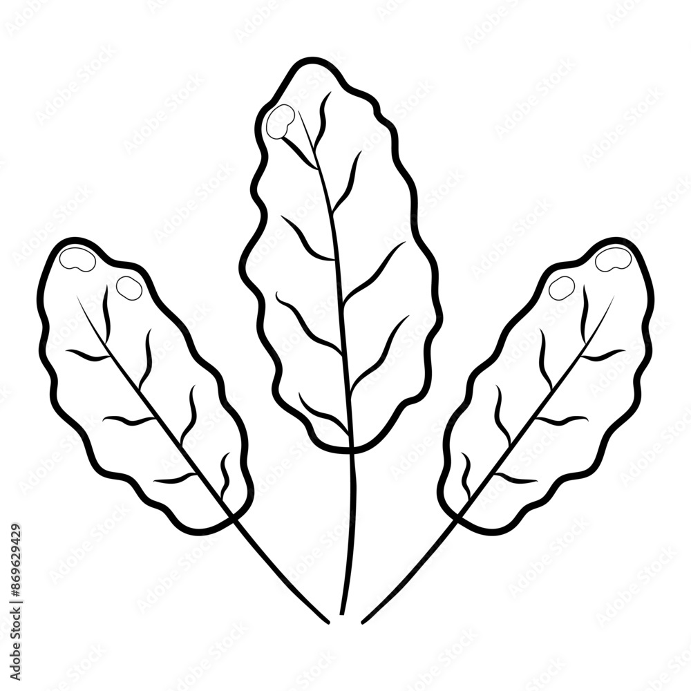 Fresh chard leaves in cartoon style isolated on white background. Healthy food leaf vegetable in black and white. Salad leaves print in outline. Vector illustration Fresh chard leaves in cartoon style isolated on white background. Healthy food leaf vegetable in black and white. Salad leaves print in outline. Vector illustration