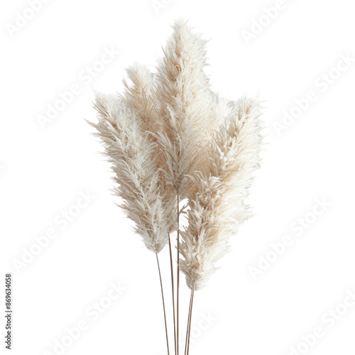 Natural beige pampas grass stem.
