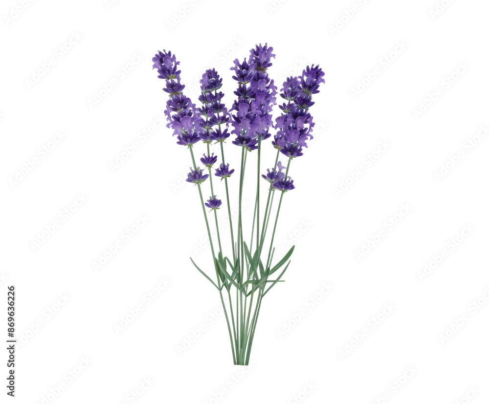 Fototapeta premium Lavender flowers with green stems, isolated on white.