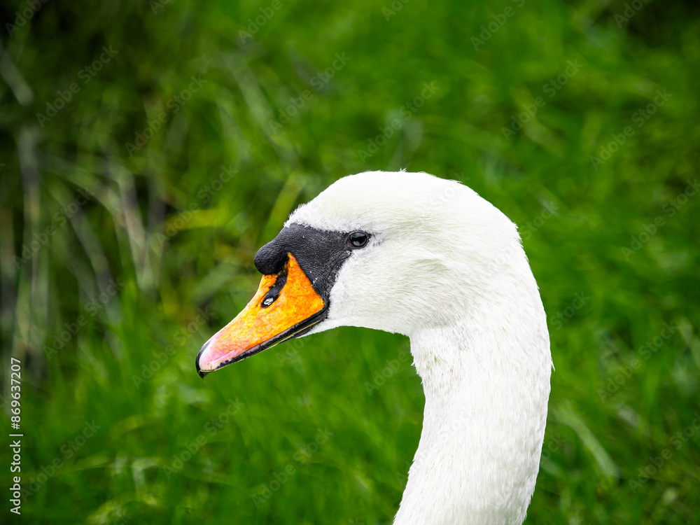 Obraz premium A swan's head, with its orange beak and black eye, peeks out from a vibrant green background, suggesting a moment of calm amidst the lush natural setting.