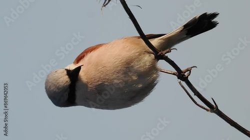 Neuntöter (Laius collurio)    photo