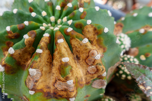 Close-up of a cactus with visible damage and discoloration, showing brown spots and deteriorated areas on the green surface.