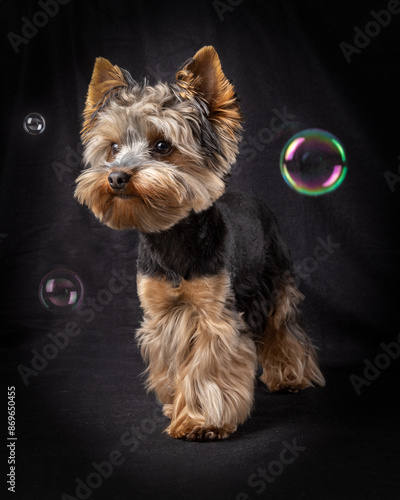 Dog Yorkshire Terrier. Cute dog photography.