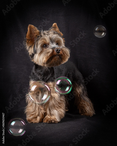 Dog Yorkshire Terrier. Cute dog photography.