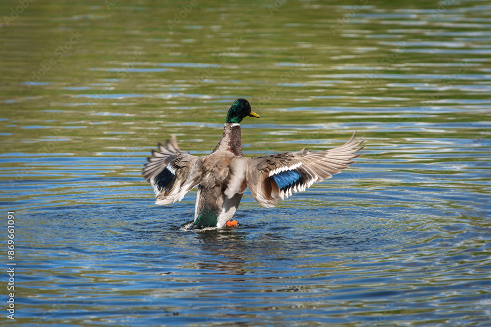 An adult male wild duck (Anas platyrhynchos) in breeding plumage flaps his wings after swimming