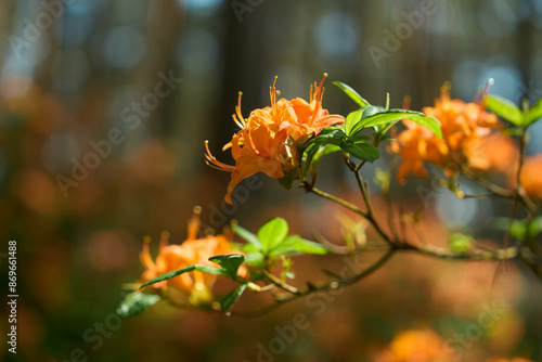 Close-up of vibrant orange rhododendron flower. Delicate petals, Babīte Nursery photo