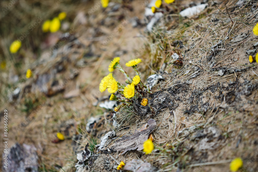 Fototapeta premium Beautiful small yellow flowers blooming.