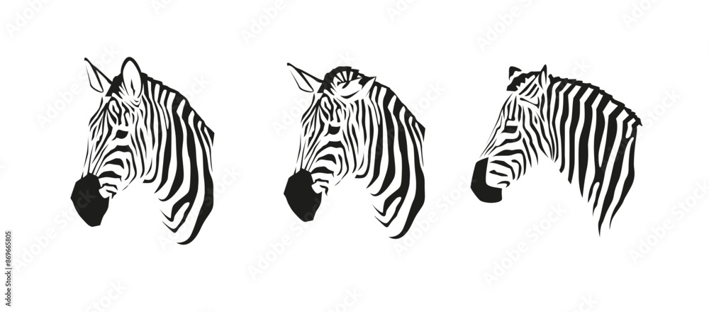 Vector Zebra head illustration. Collection of African zebras in black and white color. Striped wild animal isolated on white Vector Zebra head illustration. Collection of African zebras in black and white color. Striped wild animal isolated on white