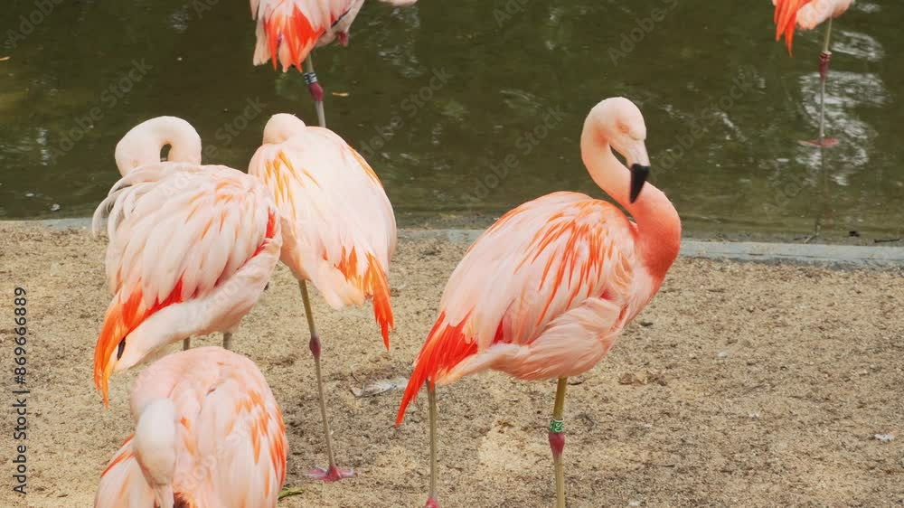 A flock of pink flamingos preening their feathers near a pond. Wild American flamingos standing on one leg or Caribbean flamingo in the wild, phoenicopterus ruber A flock of pink flamingos preening their feathers near a pond. Wild American flamingos standing on one leg or Caribbean flamingo in the wild, phoenicopterus ruber