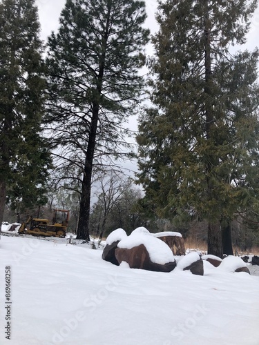 Wallpaper Mural winter in the forest Torontodigital.ca