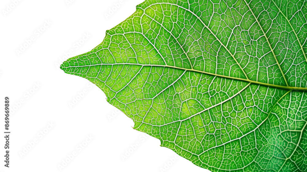 Close-up of a vibrant green leaf showing detailed veins and texture on ...